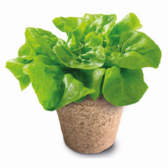 Mega sera biologica stiinta si joaca, AS