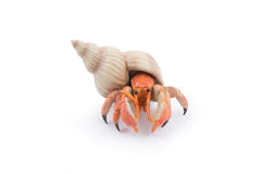 Papo figurina crab pustnic, Papo