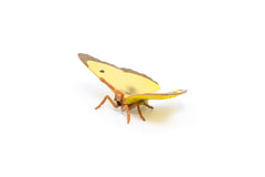 Papo figurina fluture galben, Papo