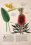 Botanica ilustrata, de Maria Carmen Soria - Publisol.ro