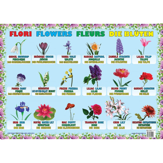 Plansa - Flori (plansa 50x70cm, de romana, engleza, franceza, germana), de Colectiv Ars Libri