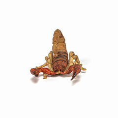 Papo figurina scorpion, Papo - Publisol.ro