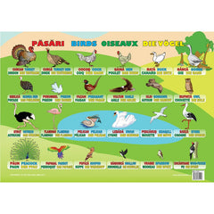 Plansa - Pasari (plansa 50x70cm, de romana, engleza, franceza, germana), de Colectiv Ars Libri