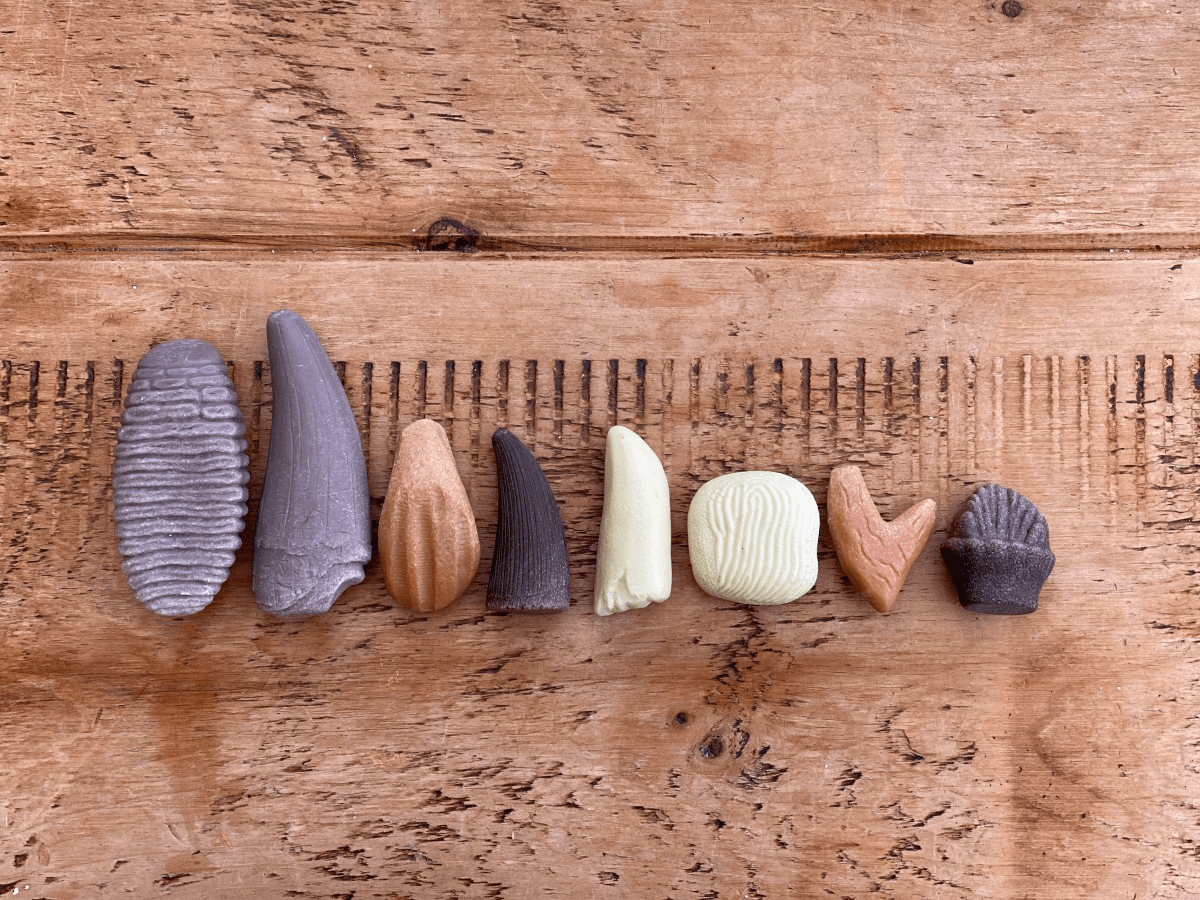 Sa investigam! - Dinti preistorici - Yellow Door - Publisol.ro