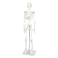 Schelet uman la jumatate de scara, 85 cm, TickiT - Publisol.ro