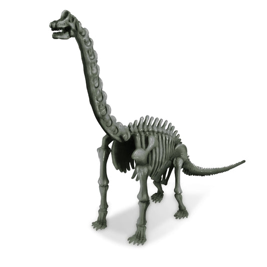 Set educativ Sapa si descopera Dinozauri - Brachiosaurus - 4M - Publisol.ro