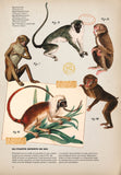 Zoologia ilustrata, de Maria Carmen Soria - Publisol.ro